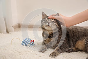 Woman stroking her grey tabby cat at home, closeup with space for text. Cute pet