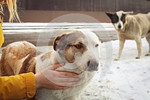 Woman stroking homeless dog on city street, closeup. Abandoned animal