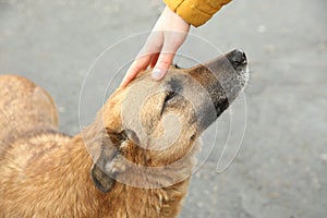 Woman stroking homeless dog on city street, closeup. Abandoned animal