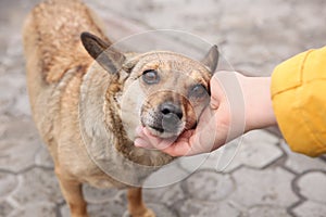 Woman stroking homeless dog on city street, closeup. Abandoned animal