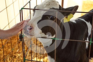 Woman stroking little calf on farm. Animal husbandry