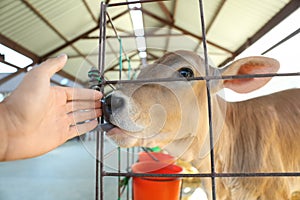 Woman stroking little calf on farm, closeup. Animal husbandry