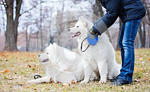 Woman stroking one of samoyed dogs