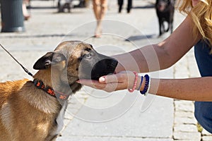 Woman stroking puppy dog in town