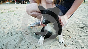 Woman stroking and scratch little cute puppy on the beach, dog yawns and looking at camera