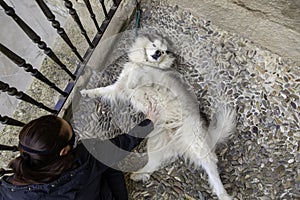 Woman stroking Siberian husky