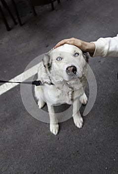 Woman stroking Siberian husky