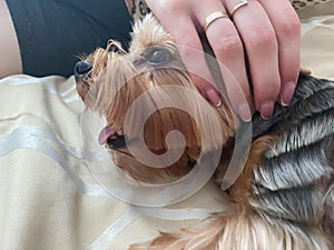 A woman is stroking a small beautiful fluffy kind Yorkshire Terrier dog with her hand, which lies on the bed