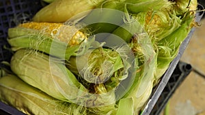 A woman in a supermarket on a vegetable shelf, buys vegetables and fruits. Man chooses corn cob. Slow motion