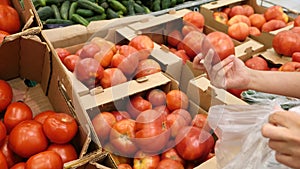 A woman in a supermarket on a vegetable shelf, buys vegetables and fruits. Man chooses a tomato, Slow motion