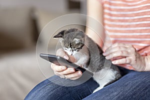 Woman surfing the net on smart phone and holding kitten