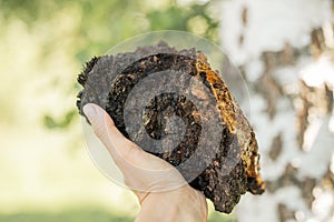 Woman survivalists and gatherer with hands gathering and foraging chaga mushroom growing on the birch tree on forest. wild raw foo