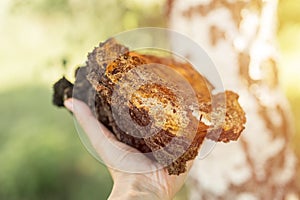 Woman survivalists and gatherer with hands gathering and foraging chaga mushroom growing on the birch tree on forest. wild raw foo