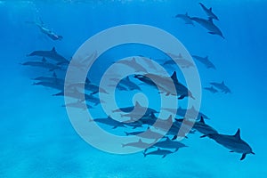 woman swimming with a pod of Spinner dolphins (Stenella longirorstris) over sand in Sataya reef, Egypt, Red Sea