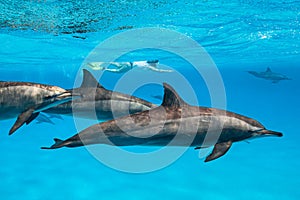 woman swimming with a pod of Spinner dolphins (Stenella longirorstris) over sand in Sataya reef, Egypt, Red Sea