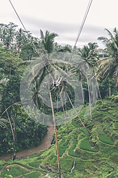 Woman swings in the deep jungle. Bali island.