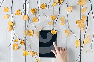 Woman with tablet, birch branches with yellow leaves  on white retro wood boards. background. Autumn, fall concept. Flat lay