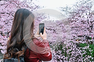 Woman take a photo at Cherry blossom along the Meguro river in Tokyo, Japan.