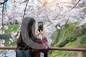 Woman take a photo at Cherry blossom along river in Tokyo, Japan