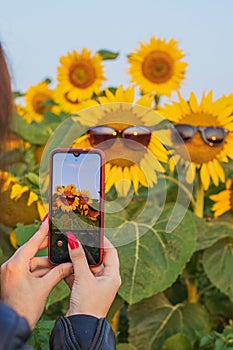 Woman take a picture of a sunflower with a mobile phone. Smartphone in the hands of a girl making a bright photo of