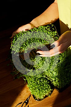 Woman take or put a microgreens at wooden table, hard light