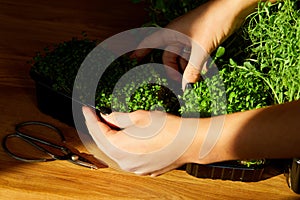 Woman take or put a microgreens at wooden table  hard light  close up  copy space. Home gardering 
