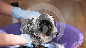 Woman takes care of bathing her dog with shampoo in a small baby bath. Puppy dog bathing.