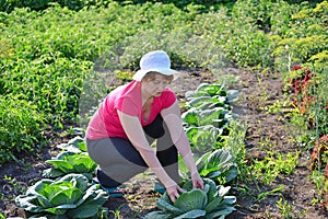 Woman takes care of cabbage in the garden