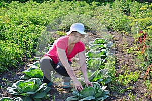 Woman takes care of cabbage in the garden