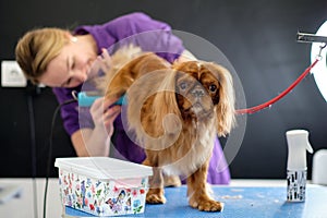 A woman takes care of a cute dog Cavalier King Charles Spaniel