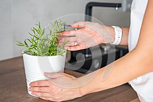 Woman takes care of rosemary in a flower pot in the kitchen. Growing fresh greens at home for eating