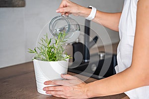 A woman takes care and waters of rosemary in a flower pot in the kitchen. Growing fresh greens at home for eating