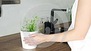 Woman takes care and waters of rosemary in a flower pot in the kitchen. Growing fresh greens at home for eating