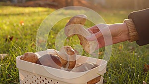 A woman takes out a large boletus mushroom from a white basket. Close-up shot.