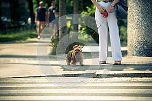 A woman takes a walk on a leash of a long-haired puppy photo