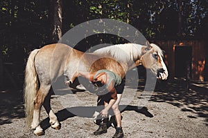 Woman trainer grooming a brown horse outside in the forest