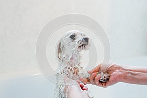 Woman taking care of her little dog. Washing an adorable maltese under the shower