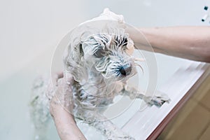Woman taking care of her little dog. Washing an adorable maltese under the shower. Animals hygiene concept.