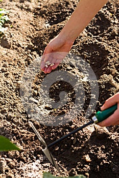 Woman taking care about her small garden