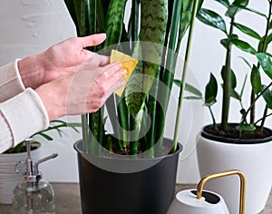 Woman taking care of Potted Sansevieria house plant at home