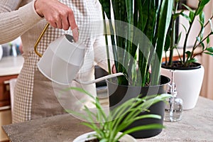 Woman taking care of Potted Sansevieria house plant at home