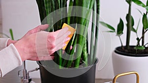 Woman taking care of Potted Sansevieria house plant at home