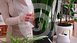 Woman taking care of Potted Sansevieria house plant at home
