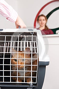 Woman Taking Cat To Vet In Carrier