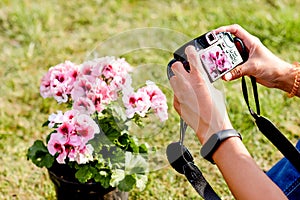 Woman taking photos of pink flowers on the camera on the green grass