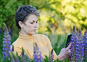 Woman taking photos of purple Lupines on the phone on the green grass at sunset