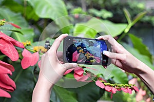 A woman taking a picture of a doris longwing butterfly