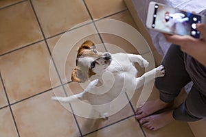 Woman taking a picture with mobile phone of her cute small dog. Home, pets indoors and lifestyle