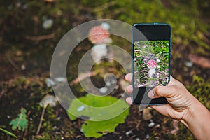 woman taking picture on phone of mushroom in forest