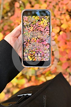 Woman taking pictures on autumn leaves